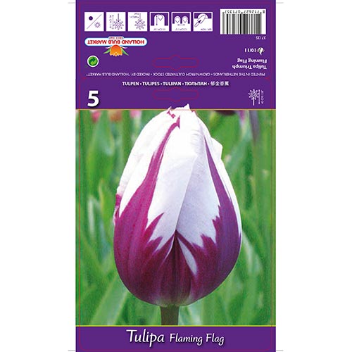 Tulipán Flaming Flag artikel fotografie 1 Tulipán Flaming Flag obrázek 1 artikel 68113