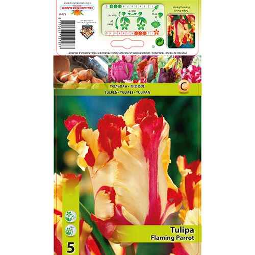 Tulipán Flaming Parrot obrázek 1 artikel 67853