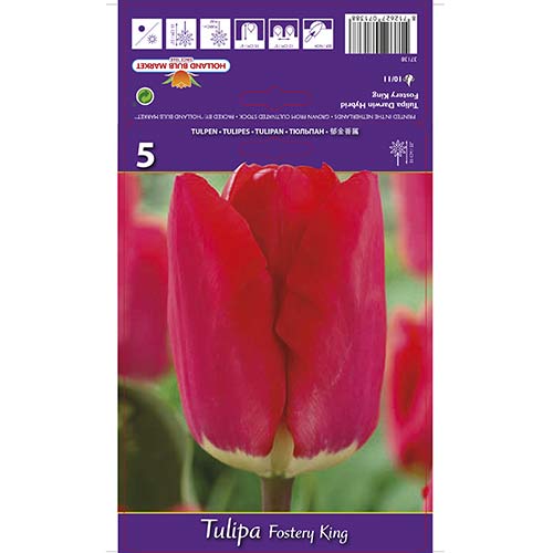 Tulipán Fostery King obrázek 1 artikel 67856