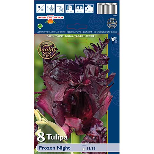 Tulipán Frozen Night obrázek 1 artikel 67859