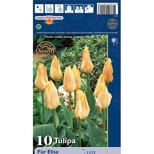 Tulipán Fur Elise artikel fotografie 1 Tulipán Fur Elise obrázek 1 artikel 70265