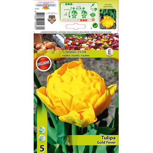 Tulipán Gold Fever obrázek 1 artikel 68128