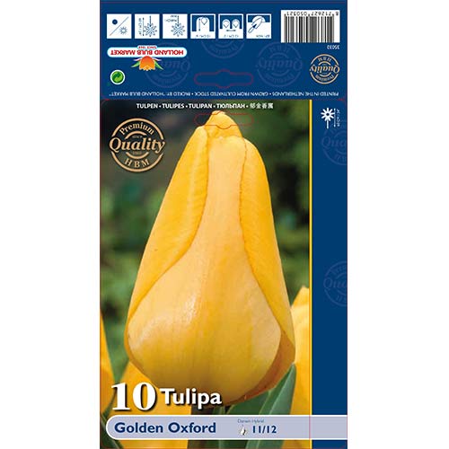 Tulipán Golden Oxford artikel fotografie 1 Tulipán Golden Oxford obrázek 1 artikel 70248