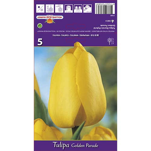 Tulipán Golden Parade artikel fotografie 1 Tulipán Golden Parade obrázek 1 artikel 67715