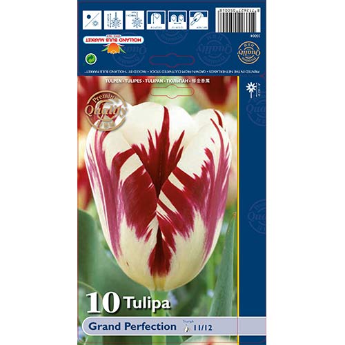 Tulipán Grand Perfection obrázek 1 artikel 67718