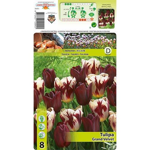 Tulipán Grand Velvet obrázek 1 artikel 68033