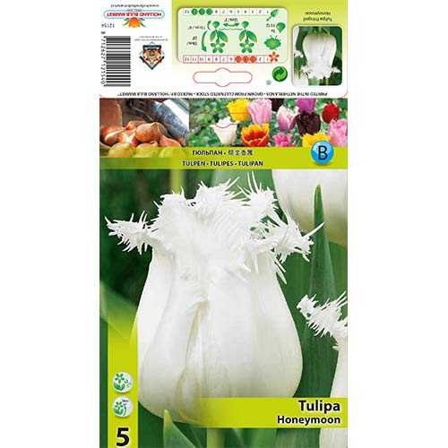 Tulipán Honeymoon artikel fotografie 1 Tulipán Honeymoon obrázek 1 artikel 68078