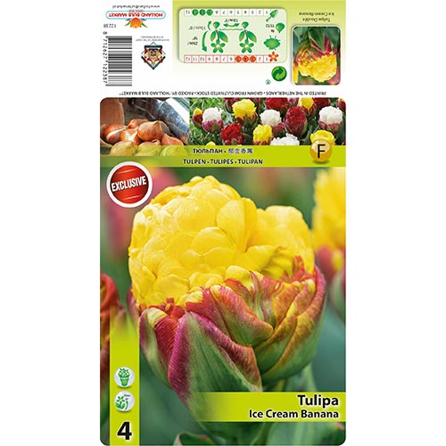 Tulipán Ice Cream Banana obrázek 1 artikel 68402