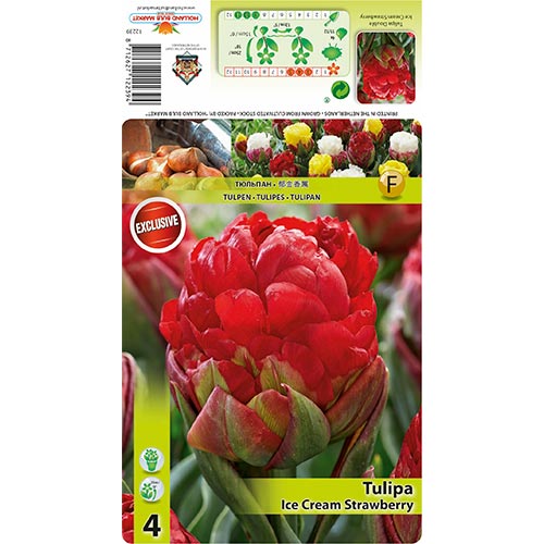 Tulipán Ice Cream Strawberry obrázek 1 artikel 68403