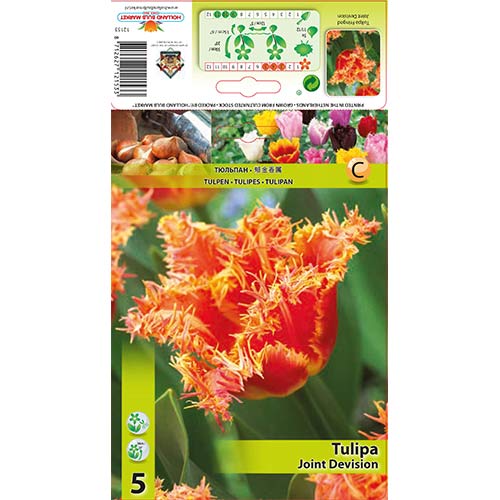 Tulipán Joint Devision artikel fotografie 1 Tulipán Joint Devision obrázek 1 artikel 70290