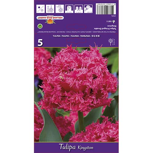 Tulipán Kingston artikel fotografie 1 Tulipán Kingston obrázek 1 artikel 67696