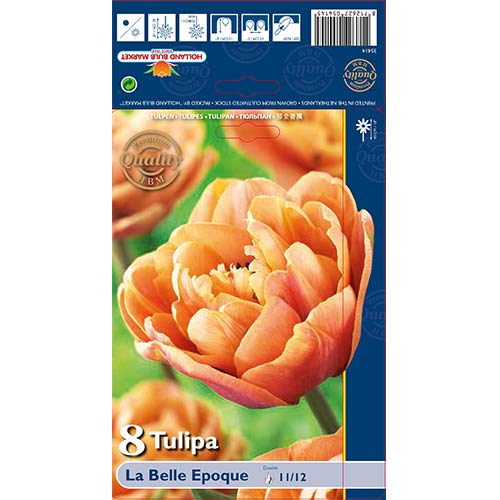 Tulipán La Belle Epoque obrázek 1 artikel 70254