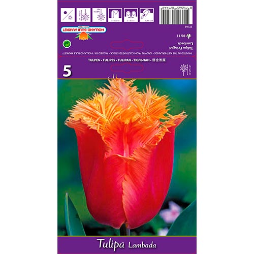 Tulipán Lambada artikel fotografie 1 Tulipán Lambada obrázek 1 artikel 68105
