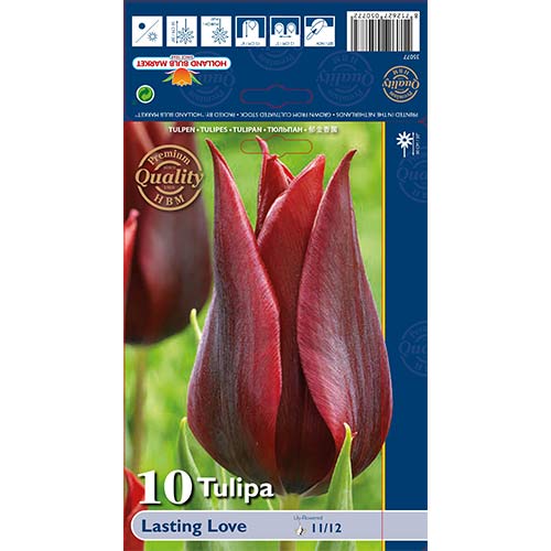 Tulipán Lasting Love obrázek 1 artikel 68035