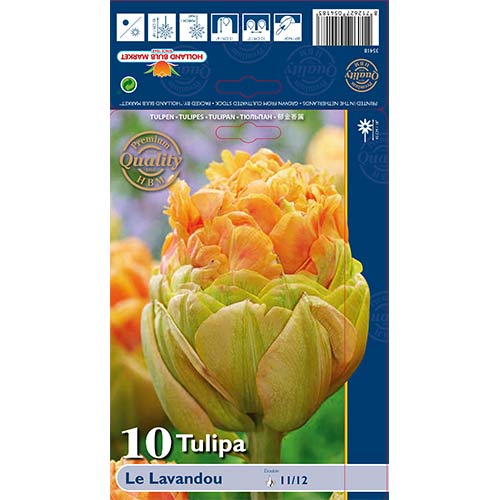 Tulipán Le Lavendou artikel fotografie 1 Tulipán Le Lavendou obrázek 1 artikel 68036