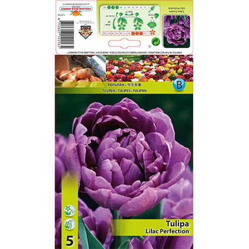 Tulipán Lilac Perfection artikel fotografie 1 Tulipán Lilac Perfection obrázek 1 artikel 67460