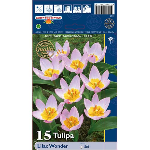 Tulipán Lilac Wonder obrázek 1 artikel 67751