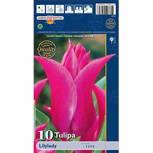 Tulipán Lilylady obrázek 1 artikel 67760