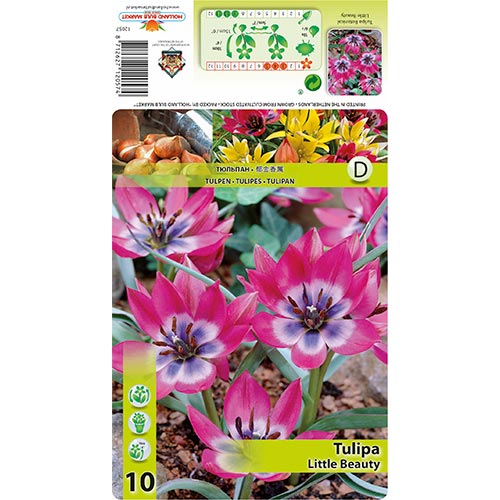 Tulipán Little Beauty obrázek 1 artikel 67499
