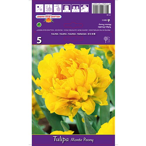 Tulipán Monte Peony obrázek 1 artikel 67775