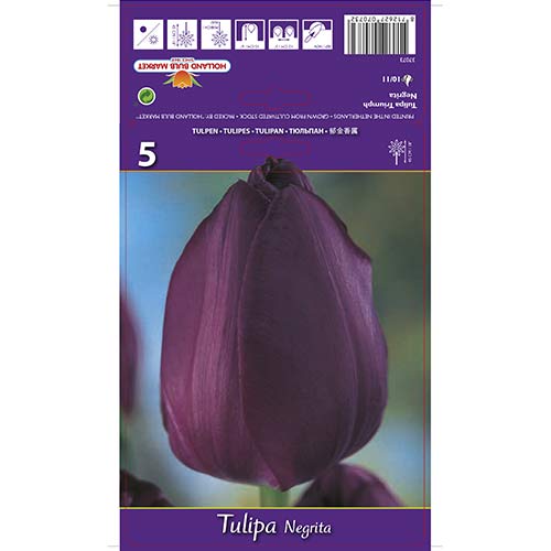 Tulipán Negrita obrázek 1 artikel 67842