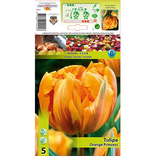 Tulipán Orange Princess artikel fotografie 1 Tulipán Orange Princess obrázek 1 artikel 67781
