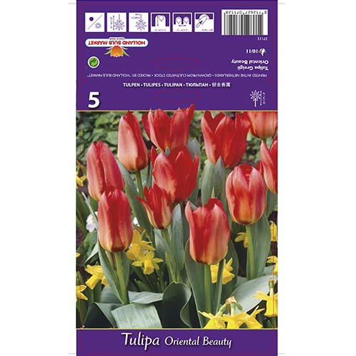 Tulipán Oriental Beauty artikel fotografie 1 Tulipán Oriental Beauty obrázek 1 artikel 67785