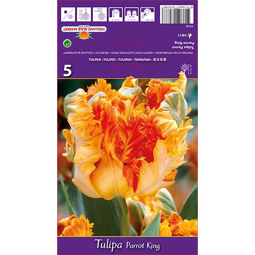 Tulipán Parrot King obrázek 1 artikel 67801