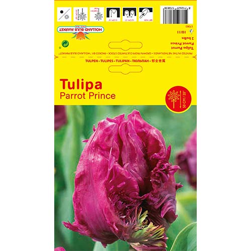 Tulipán Parrot Prince obrázek 1 artikel 68093
