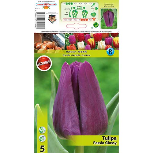 Tulipán Passio Glossy artikel fotografie 1 Tulipán Passio Glossy obrázek 1 artikel 67786