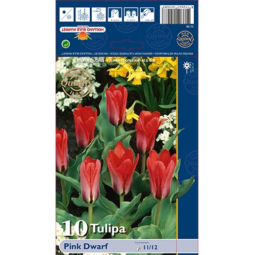 Tulipán Pink Dwarf artikel fotografie 1 Tulipán Pink Dwarf obrázek 1 artikel 67794