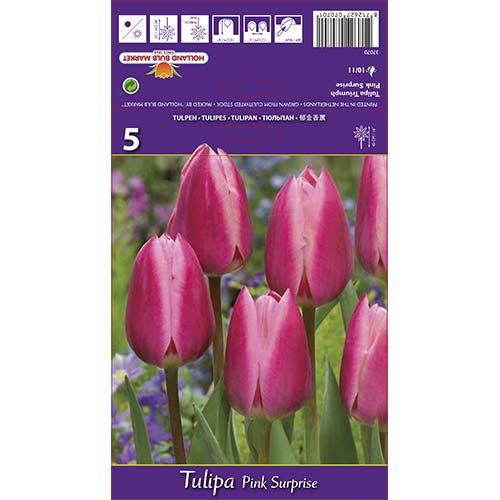 Tulipán Pink Surprise obrázek 1 artikel 67795