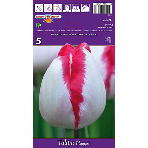 Tulipán Playgirl obrázek 1 artikel 67796