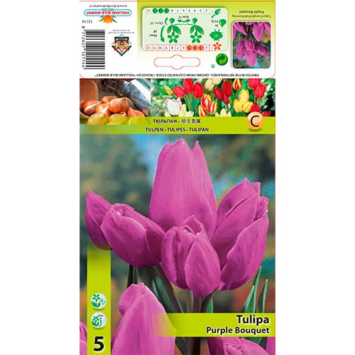Tulipán Purple Bouquet artikel fotografie 1 Tulipán Purple Bouquet obrázek 1 artikel 67809