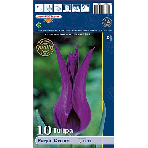 Tulipán Purple Dream obrázek 1 artikel 67480