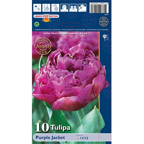 Tulipán Purple Jacket obrázek 1 artikel 68040