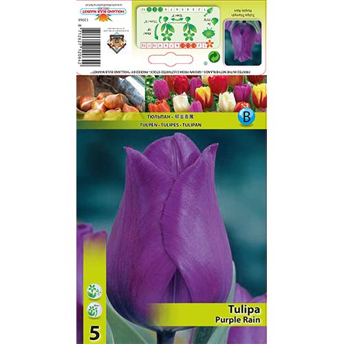 Tulipán Purple Rain obrázek 1 artikel 67792