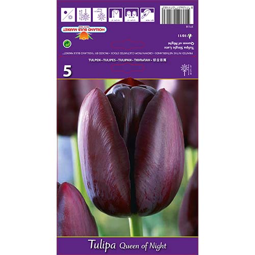Tulipán Queen of Night artikel fotografie 1 Tulipán Queen of Night obrázek 1 artikel 67741