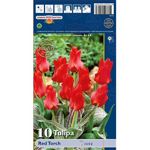 Tulipán Red Torch obrázek 1 artikel 67814