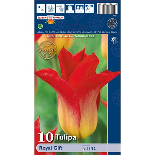 Tulipán Royal Gift artikel fotografie 1 Tulipán Royal Gift obrázek 1 artikel 67820