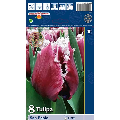 Tulipán San Pablo obrázek 1 artikel 67826