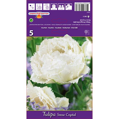 Tulipán Snow Crystal obrázek 1 artikel 67833