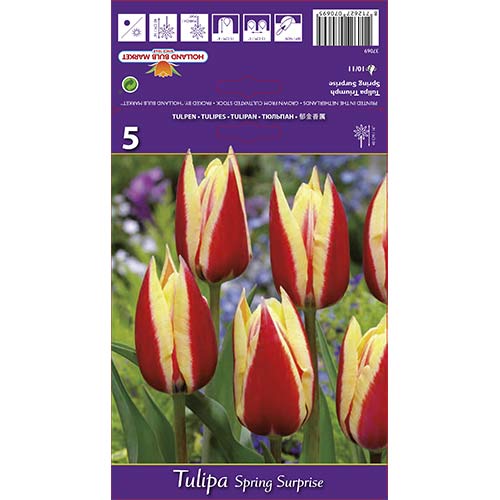Tulipán Spring Surprise obrázek 1 artikel 68112