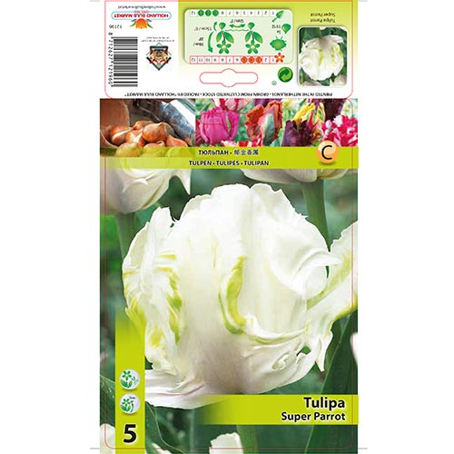 Tulipán Super Parrot obrázek 1 artikel 67802