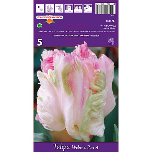 Tulipán Weber's Parrot artikel fotografie 1 Tulipán Weber's Parrot obrázek 1 artikel 67710