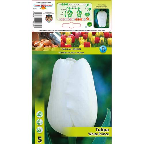 Tulipán White Prince obrázek 1 artikel 67709