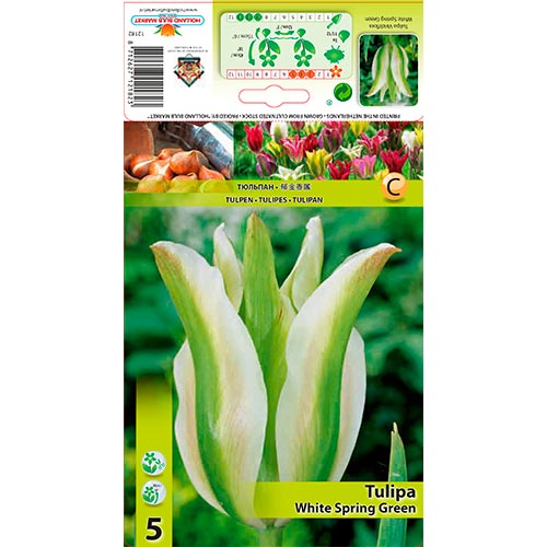 Tulipán White Spring Green obrázek 1 artikel 67850