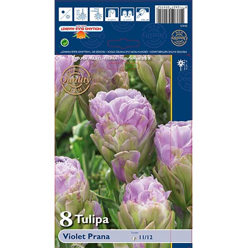 Tulipán Violet Prana obrázek 1 artikel 68119
