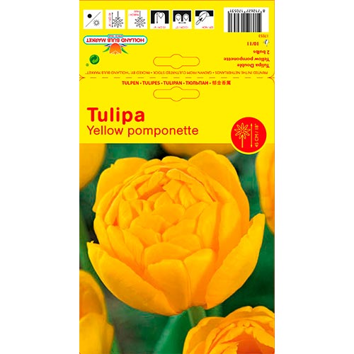 Tulipán Yellow Pomponette obrázek 1 artikel 67733