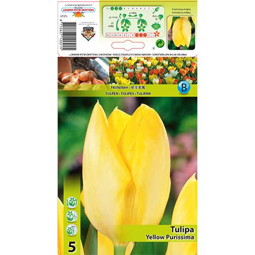 Tulipán Yellow Purissima obrázek 1 artikel 67734
